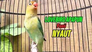 Ngetik Tajam Ngekek panjang AMPUH Untuk Pancingan Burung Lovebird Malas Bunyi