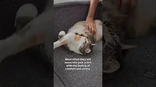 Why do cats steal your seat? audio: purrfectinfluencer #facts #catfacts #cats #catbehavior