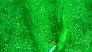 UNDERWATER VIDEO: Jig Fishing for Cod in Shallow Water