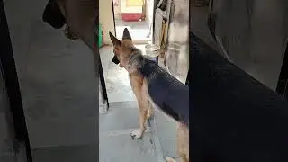 German shepherd dog danger dog hote hain ya nahin#dog#dogs#pets