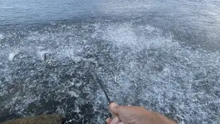 Snook Going Off - Inlet Fly Fishing