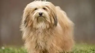 top 10 dog bredds and friendly. pug.  ,podle