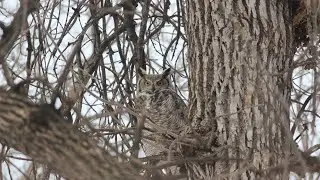 Great Horned Owl. Jan 12/2026. Carman MB. #greathornedowl #manitobabirds #manitobaowls #birds 