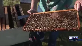 Grimes county bee farm breeds sustainable queens to combat population decline