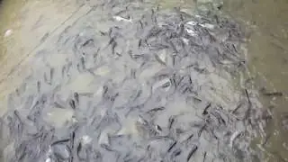 various fish in the Chao Phraya river in Bangkok