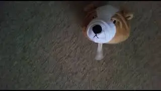 Dog with no body !