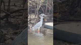 Can you identify this wading bird? Hint: They are found in Florida. #shorts #birds #animals