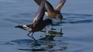 Golondrina de mar Pincoya / Ladera Salvaje