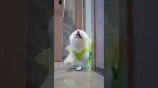 #perros #desfiles #flow