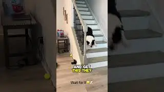 This Is Why Dogs Hate Vacuums! 😱  #shortfeed