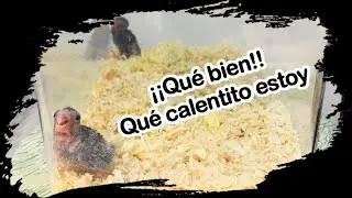 Como hacer un Fauna Box casero para Agapornis papilleros, Forpus u otras aves