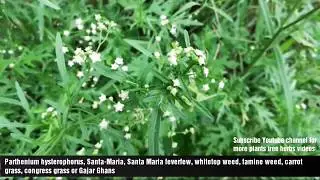 Parthenium hysterophorus, Santa-Maria, Santa Maria feverfew, whitetop weed, famine weed, carrot gras