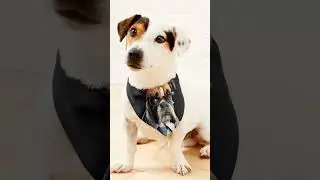 Bossy Dog designed pet bandana for your cat and dog.