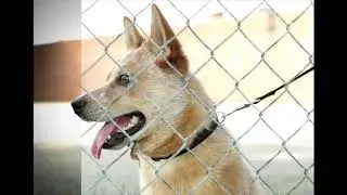 Fence removel
