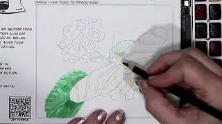 🎨 How to Color the Zebra Longwing Butterfly | Everglades Coloring Tutorial 🦋