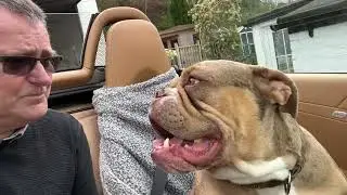 Porsche Boxster - are they pet friendly