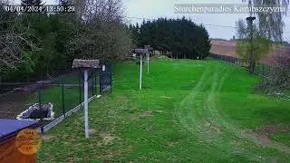 2024 04 04 Storchenparadies Kozubszczyzna-Liblin PL 11&deg;C bew&ouml;lkt 9 kmh Wind