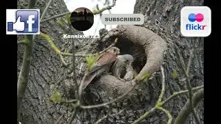 kestrels nest