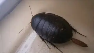 Polyphaga aegyptiaca