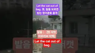 Let the cat out of the bag. 뜻, 발음 모르면 받는 영어문화 충격