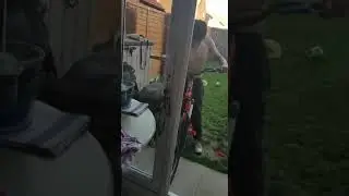 QUICK BOUNCE TEST ON BRAND NEW GLOBE 3T DOG TREKKING SCOOTER MUSHING SCOOTER :)