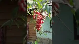 Home grown Heiyai ( Silver Berry) Metpa