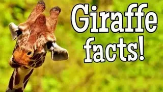 Fun Facts About Giraffe | Kindergarten | Preschoolers