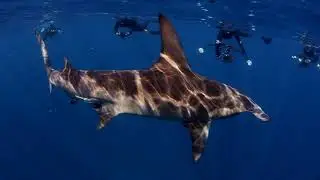 Calypso Dive Charters Promo