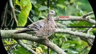 15 TEMBAKAN JITU TARGET ATAS TERBAIK