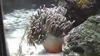 My Long-tentacled anemone dancing!
