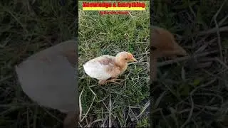 The little 🐓Chickens | #viralshorts #shorts #shortsfeed #cartoon #viral