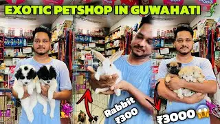 Guwahati Cheapest Pet Market! Birds @ ₹200 & Dogs @ ₹3000 PART 2 | Dog Market in Guwahati