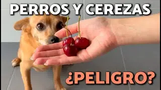 🚫DO NOT GIVE CHERRIES TO YOUR DOG WITHOUT SEEING THIS FIRST!🍒🐕⚠️Benefits, Risks and How to Give Them