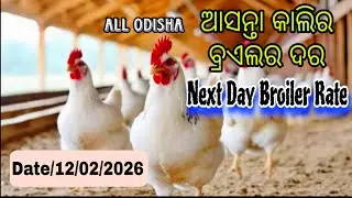 #AllOdishaNextDaybroilerRate #Date_12_02_2026 Next day Broiler Rate #mkcrazy