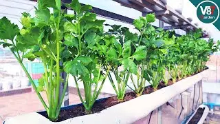 How to Grow Celery at Home for a Small Space