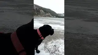 Face &agrave; un ours blanc #canecorso #chien #dog