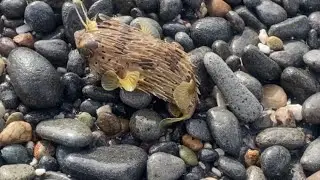 Pufferfish Rescue: Beachgoers Save Stranded Fish Near Shore || WooGlobe