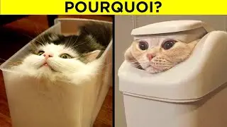 Les Comportements &Eacute;tranges Des Chats Et Leurs Significations