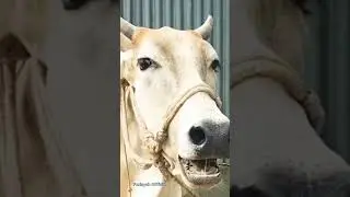 Suara sapi lucu #cow #cows #shorts #cowsounds #cowfarming