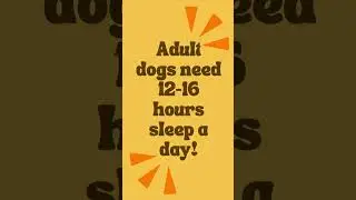 How many hours sleep do you think an adult dog needs? 6-8 hours, 9-11, 12-14?  #WorldSleepDay