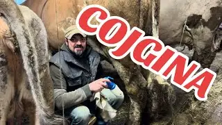 Az.Ag.&rdquo;COJGINA&rdquo; di Martinelli Maurizio VITA da MONTANARO VERO Valdidentro (SO)