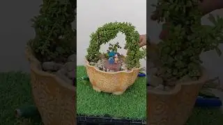 How to Make Jade Plant Topiary | Easy Jade Topiary DIY | Jade Plant Pruning & Shaping