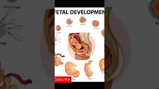 Fetaldevelopment#PregnancyJourney#BabyBump#PrenatalCare#GrowingBaby#Expecting#Pregnancy#Motherhood
