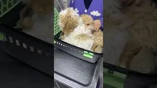 Two Lagotto, One Mission - İki Lagotto, Tek Misyon