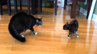 Mittens, meet the new baby