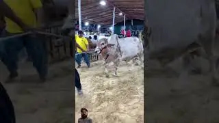 #beautifulbull #bull #786cattlefarm #cow #mostbeautifulbulls #pathancattlefarm #cattle #ajcattleinfo