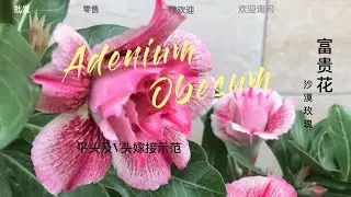 富贵花/沙漠玫瑰【平头与V头嫁接法】！