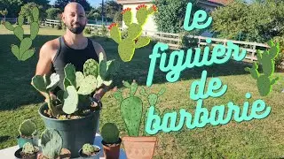 Figuier de barbarie.(et son bouturage)