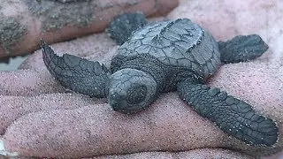 Turtle Release in Mazatlan