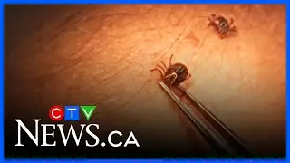 Cases of Lyme disease nearly double